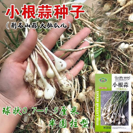 河间市小根蒜种子大蒜野蒜农田菜园基地南北方易种蒜香味浓嫩脆球