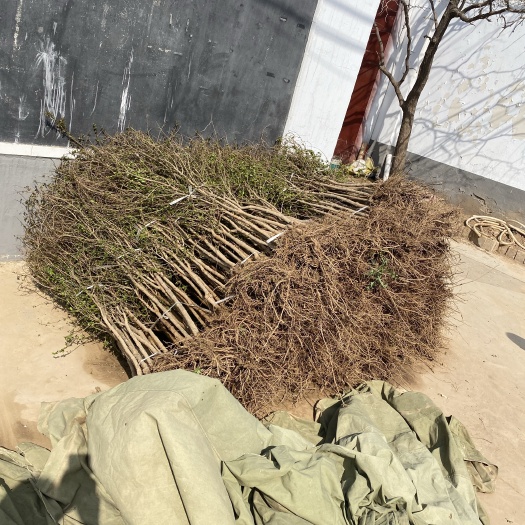 荥阳市河南荥阳软籽石榴树苗基地