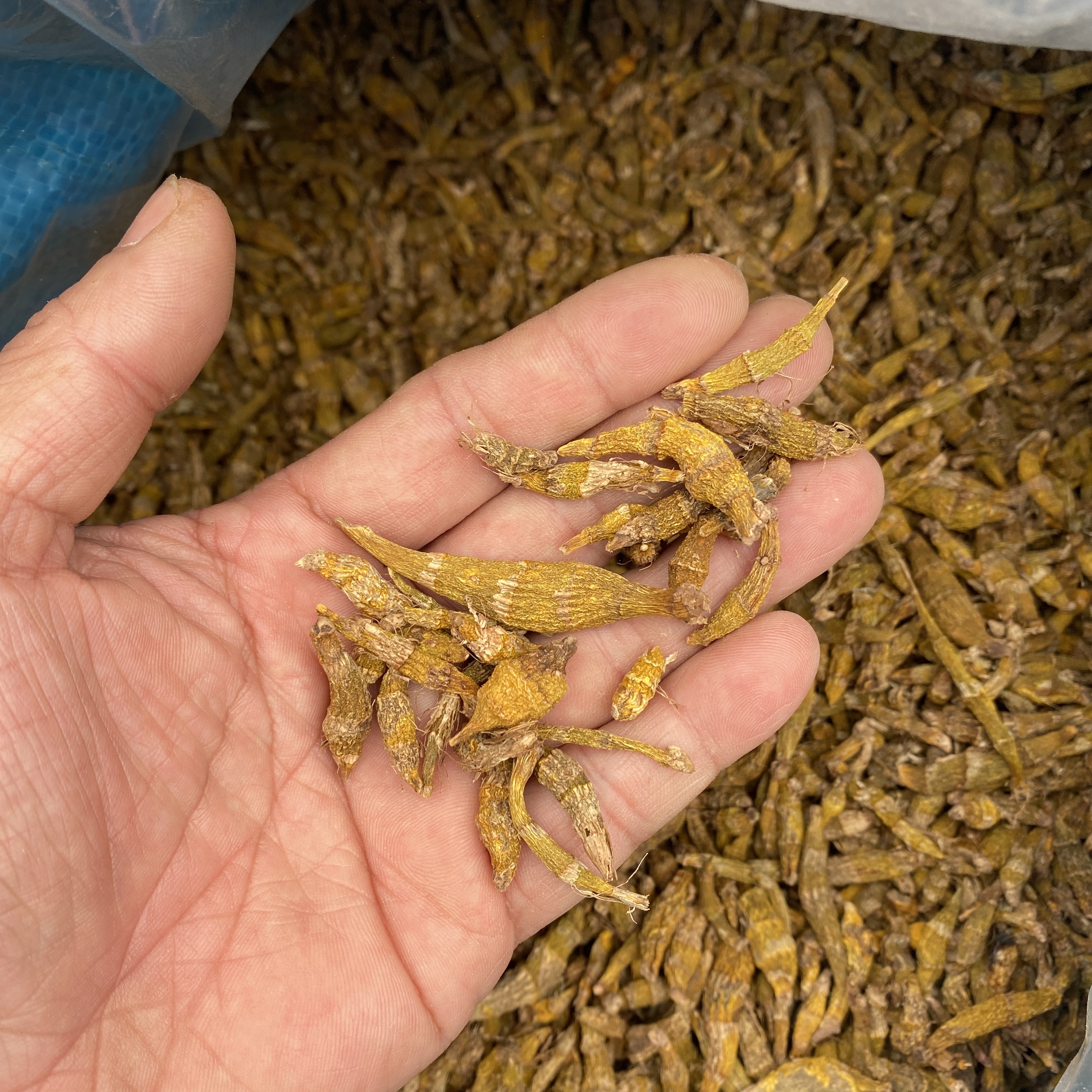 老挝非虎牙石斛，二条统货，有胶质