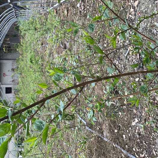 营山县连翘苗 1 -3年 苗圃基地发货 量大从优