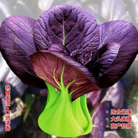 济南紫油菜种子  油菜种子紫青菜四季小白菜矮脚出菜多生长周期短