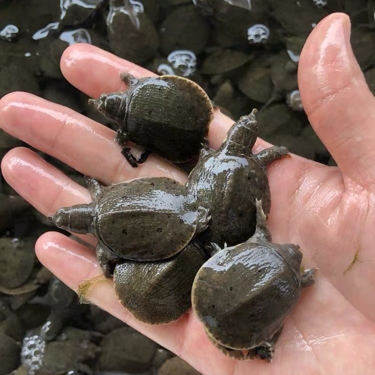 甲鱼苗纯甲鱼苗鳖苗小甲鱼苗水鱼苗大水库鳖中华鳖甲鱼苗