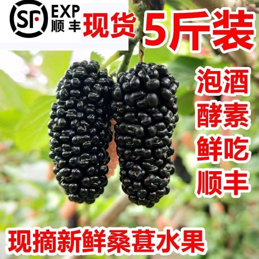 黑桑葚  大凉山鲜桑椹孕妇儿童水果