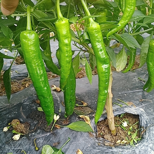博白县精品55号辣椒