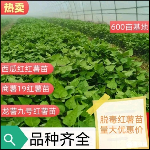 西瓜红红薯苗龙薯9号红薯苗商薯19脱毒原种红薯苗量大优基地大
