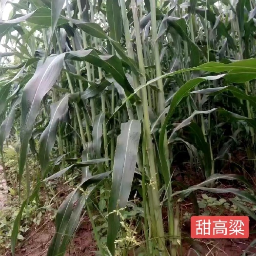 郓城县养殖牧草种子甜高粱牧草种子养牛牧草种子耐旱牧草种子甜高粱