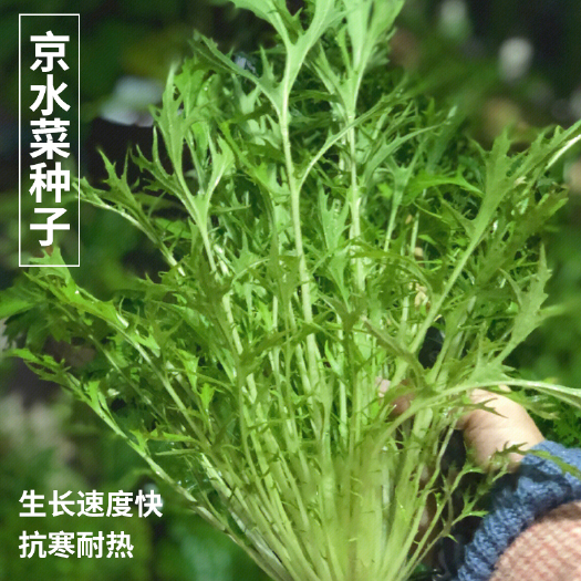 京水菜种子耐寒水晶菜种子 易再培四季水晶白梗千筋种子