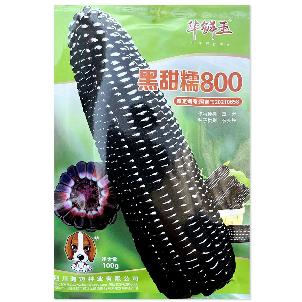 武汉黑甜糯800 黑玉米种子大棒型国审玉米种高产抗病适应性广基地