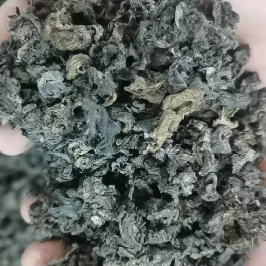 渭源县非免洗地皮菜
