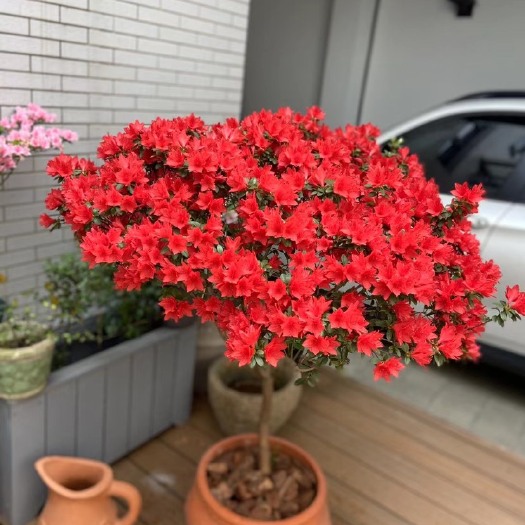 常州东洋杜鹃火烈鸟 基地优惠啦