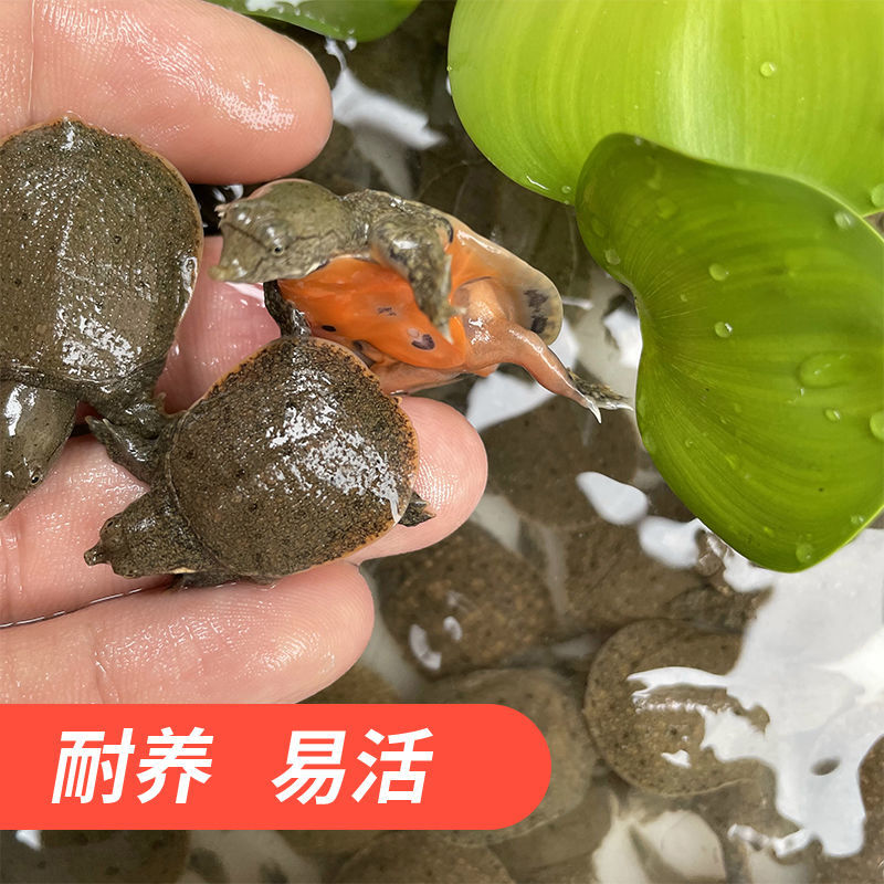 甲鱼苗纯甲鱼苗鳖苗小甲鱼苗水鱼苗大水库鳖中华鳖甲鱼苗