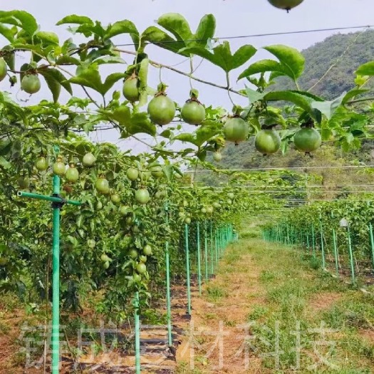 东莞市玻璃纤维材料 百香果立柱 火龙果立柱