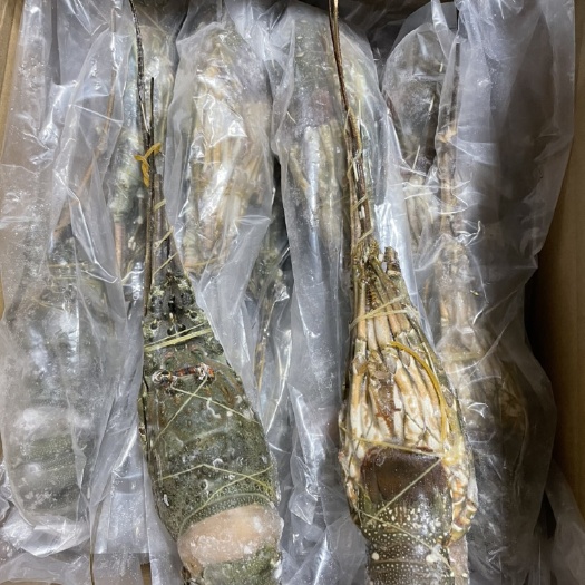 上海冻小青龙，一手货源