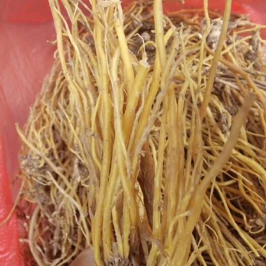 楚雄市龙胆草苦胆草整颗水洗无硫新货干货煲汤料晒干散装通用当季
