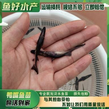 广州鸭嘴鱼苗/专业批发