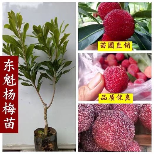 灵山县杨梅苗嫁接苗东魁杨梅苗杨梅树苗特大南北方种植