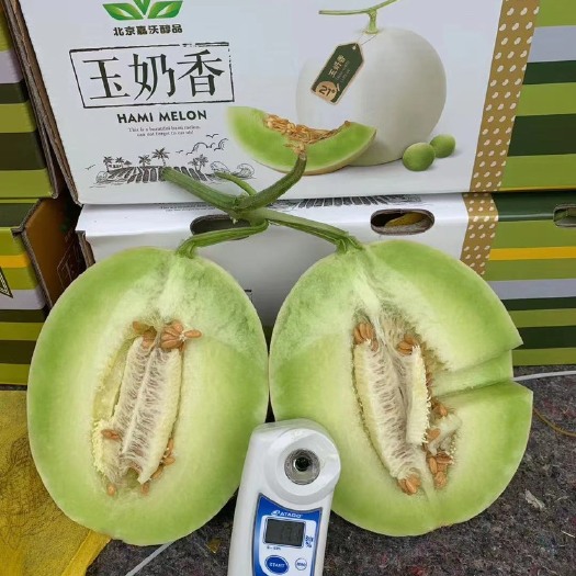 莘县玉菇甜瓜  山东莘县玉姑甜瓜质量保证，货源充足