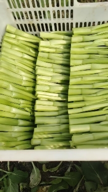 上海周边卖菜心的批发商看过来！