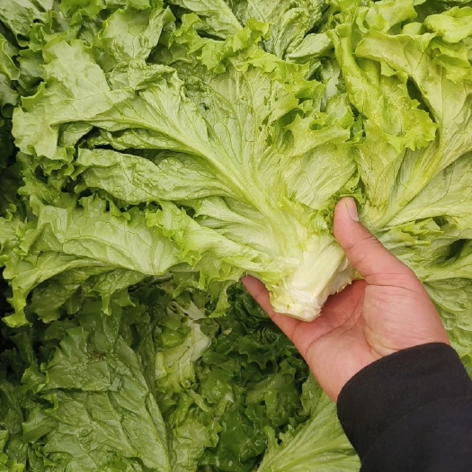 生菜叶各种叶子菜大量上市需要的联系我邯郸蔬菜代办小松质量保证