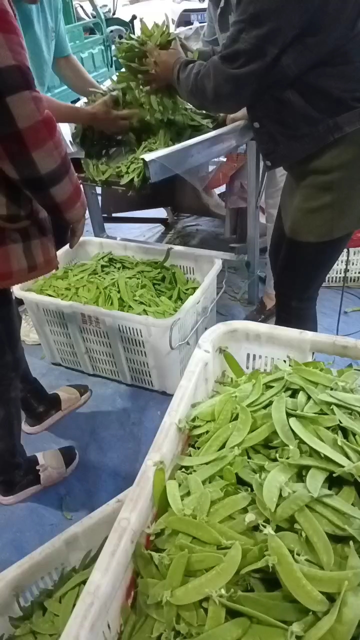 荷兰豆甜豆珍宝豆甜豌豆小荚豆精品珍宝豆甜豆加工