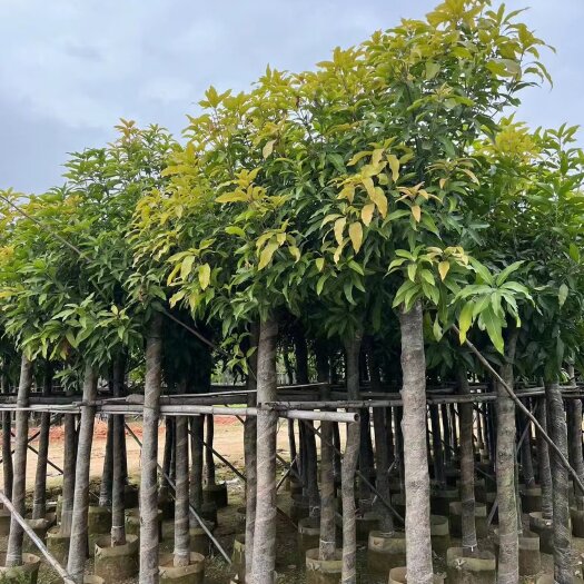普宁市出售芒果树3-15公分