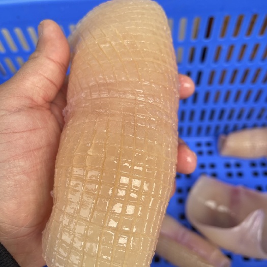 成都鱿鱼花