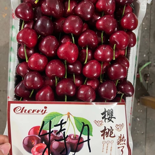 沂水县山东樱桃产地，美早樱桃，红灯樱桃，品种齐全