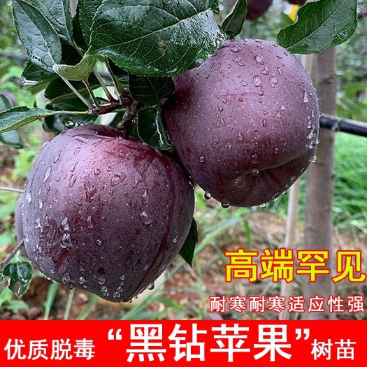 平邑县黑钻苹果树苗嫁接黑卡苹果苗耐抗寒盆地栽北南方庭院种植当年结果