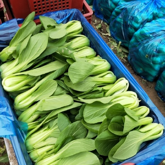 上海小青菜