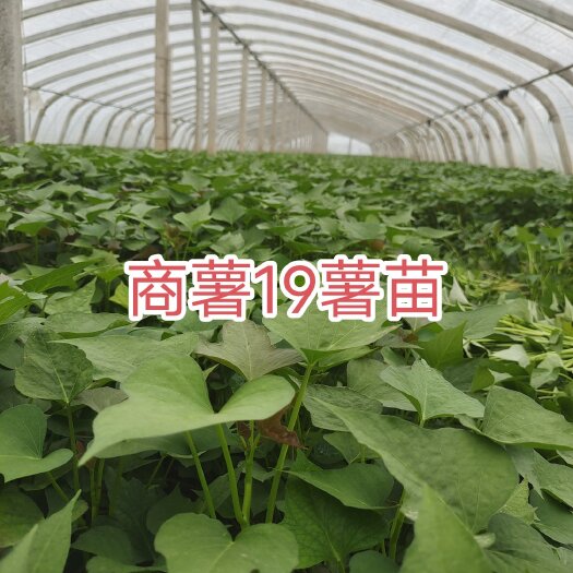 原阳县商薯19,专业育苗基地，十年育苗经验丰富，基地直销保证成活率