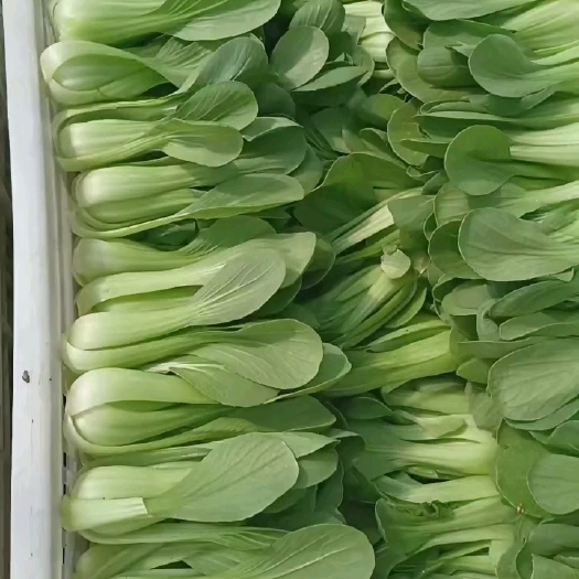 曹县曹县精品油菜上海青，快菜质量保证，可视频看货