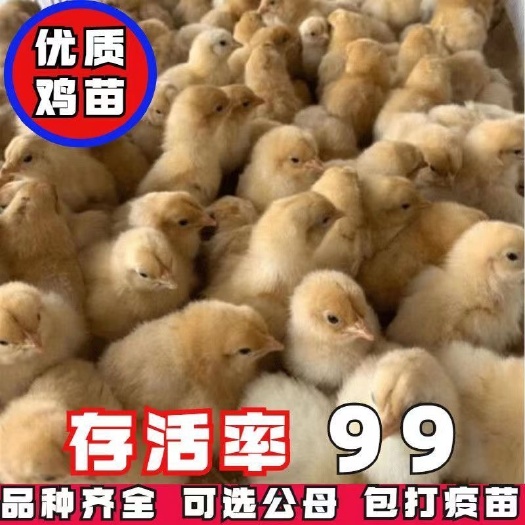 广州三黄鸡苗 三黄土3母苗