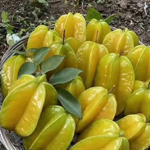 灵山县四季甜杨桃果树苗