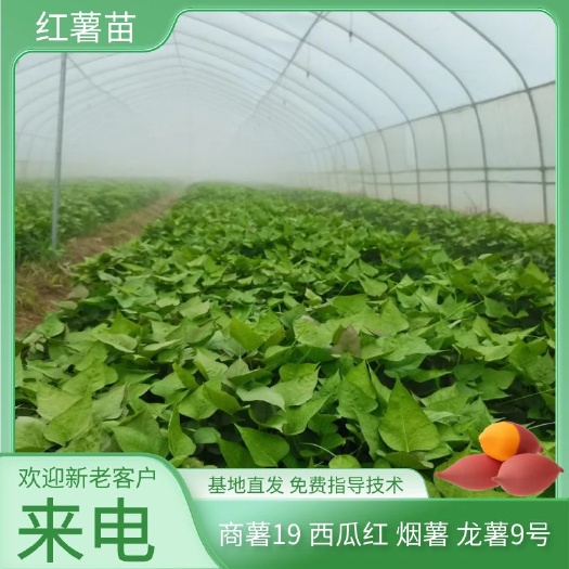 民权县商薯19红薯苗 脱毒红薯苗商薯19 600亩育苗量大从优