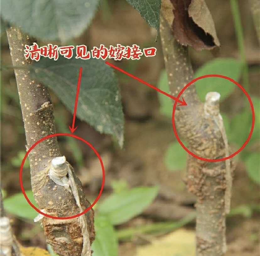 新疆阿克苏冰糖心苹果苗嫁接苹果树苗抗寒南北方种植盆栽果树果苗