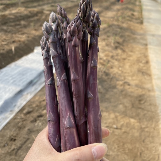 曹县高质量紫芦笋苗子批发，种植一次多年收获，基地直供免费技术