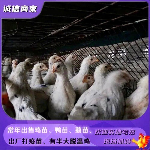 衡阳出售脱温鸡海兰灰蛋鸡苗饲养一个月的疫苗齐全