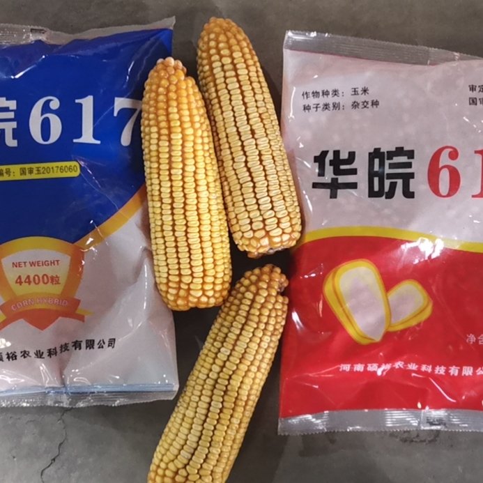郑州玉米种