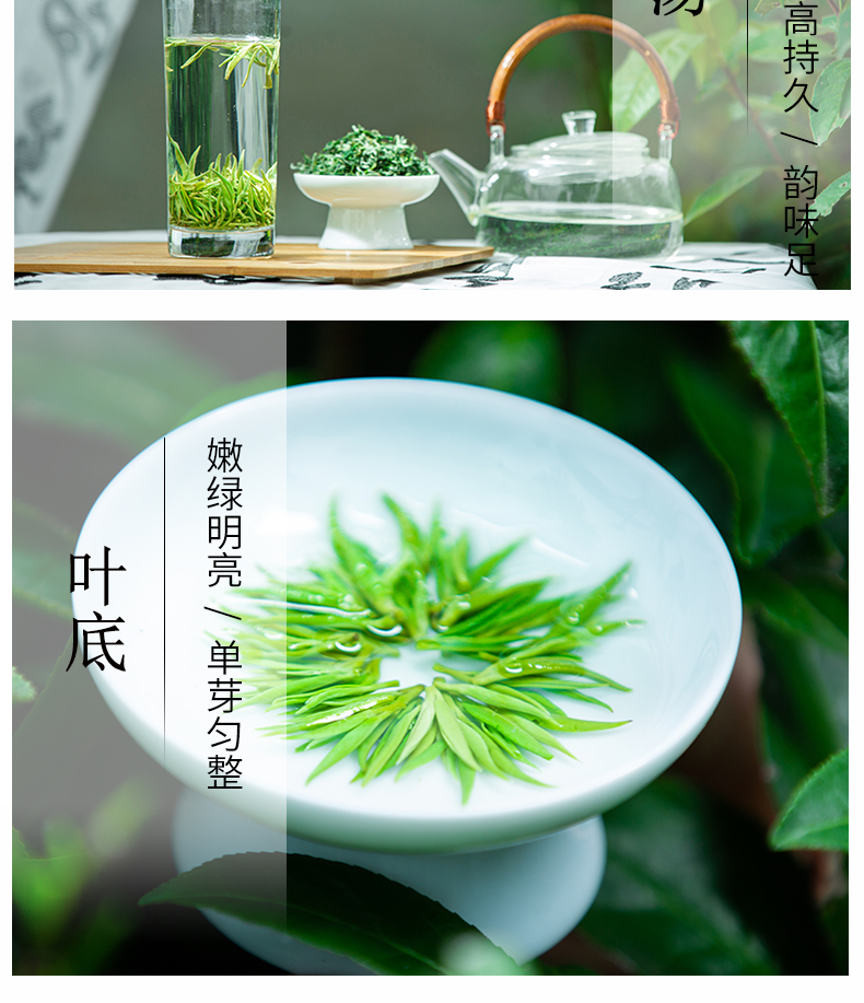 沅陵碣滩茶2023新茶 明前春茶 特级茶叶 礼盒装200g