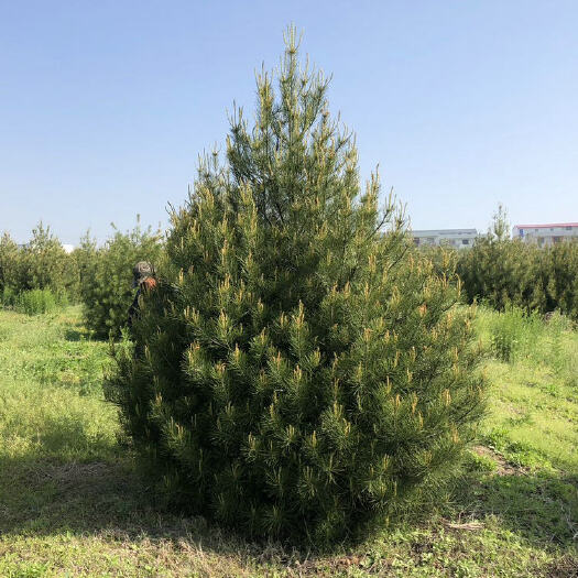 蓝田县碧林苗木 2.5米白皮松 一级工程苗基地 大量常年供应