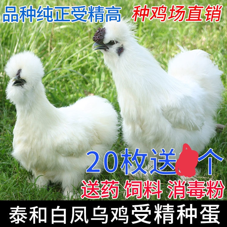 万安县纯种泰和乌鸡种蛋受精蛋江西白凤可孵化小鸡乌骨鸡受精卵20枚包