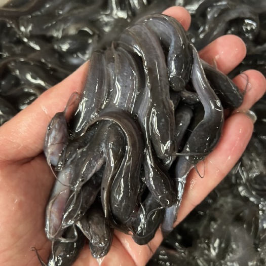 南宁杂交快大埃及鱼苗王……胡子鲶鱼苗，苗场直供，量大从优送货上门