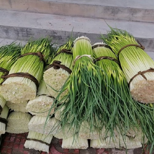 新鲜蒜苔上市