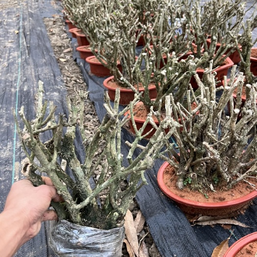 横州市茉莉花老桩丛林老桩