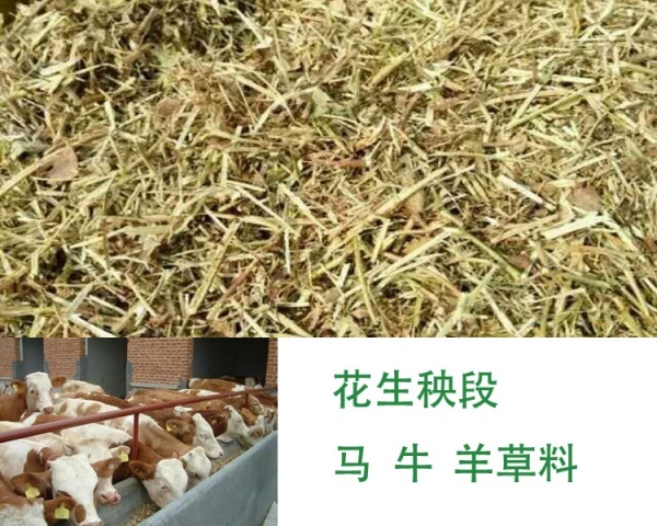 灵寿县花生秧