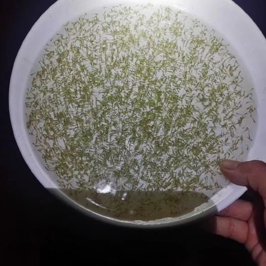 博罗县禾花鲤鱼水花