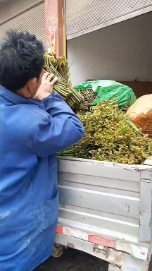 威宁县野生蕨菜