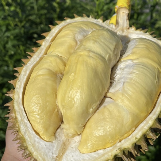 昆明泰国金枕榴莲2-3斤/个单果包3房