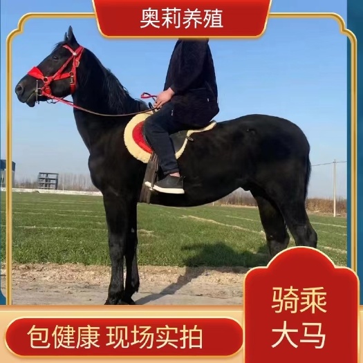 活体马骑乘大马小马驹黑白花马成年马