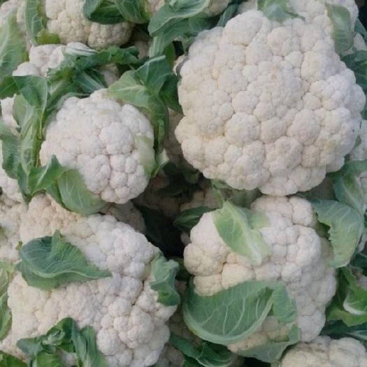 内黄县花菜、菜花大量上市基地种植商超品质对接电商全国批发